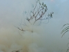 Sugar Cane Burn/Paia, Maui, Hawaii/07/08/2016