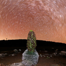 Silversword Star Trail, 2019