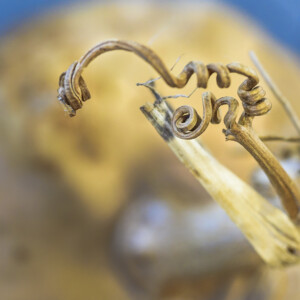 Strange Vegetable 2