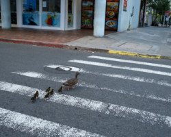 Ducks, Waikiki, 2022