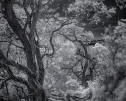 Infrared Koa Forest