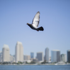 Eric Alcantara, Bird's Eye Blue 2024