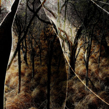 Hawkins Biggins, Palmate 2024