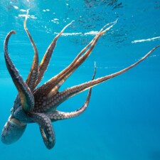 Hannah Parkus, He‘e in the Light 2024