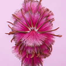 Linny Morris, Bombax No. 19, 2024