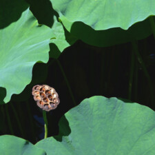 Ray Tabata. Lotus, Ueno, Tokyo 2024