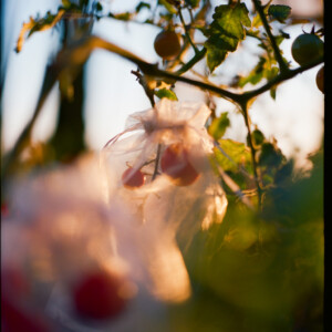 Daeja Kathryn Kailani Fallas