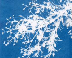 Andrea Long, E hoʻāʻo no i pau kuhihewa, 2025