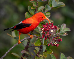 Bryan Shirota, ‘I‘iwi on ‘Iliahi, 2025