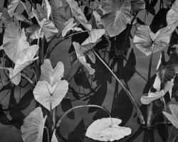 David Stiles, Kalo, 2025