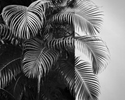 Jean-Paul Chaîné, Untitled