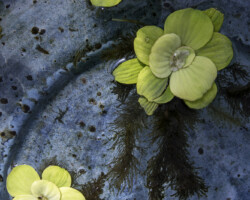 Lisa Martinez, Reflections of Her, 2025