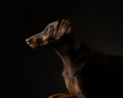 Nikki Tanaka, Sevi, 2024