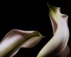 Stuart Yamane, Surrender, 2025